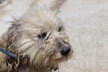 SAHALE, Hund, Bearded Collie-Mix in Rumänien - Bild 1