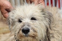 SAHALE, Hund, Bearded Collie-Mix in Rumänien - Bild 2