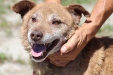 VALO, Hund, Labrador-Mix in Rumänien - Bild 2
