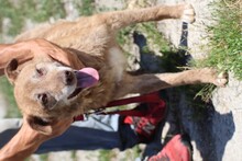 VALO, Hund, Labrador-Mix in Rumänien - Bild 3