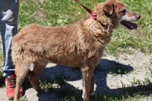 VALO, Hund, Labrador-Mix in Rumänien - Bild 4