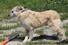 JEKY, Hund, Hütehund-Mix in Rumänien - Bild 2