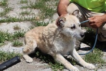 JEKY, Hund, Hütehund-Mix in Rumänien - Bild 4