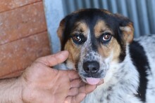 GHANA, Hund, Mischlingshund in Rumänien - Bild 1