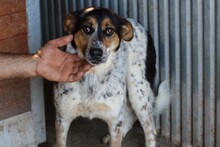 GHANA, Hund, Mischlingshund in Rumänien - Bild 2