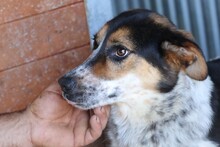 GHANA, Hund, Mischlingshund in Rumänien - Bild 5