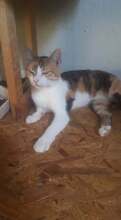 ROXY, Katze, Hauskatze in Rumänien - Bild 5