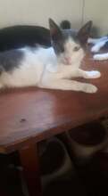 FABIO, Katze, Hauskatze in Rumänien - Bild 4