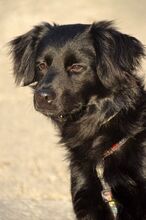 DAMIAN, Hund, Mischlingshund in Griechenland - Bild 1