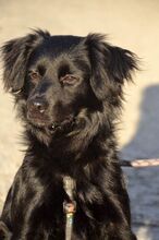 DAMIAN, Hund, Mischlingshund in Griechenland - Bild 2
