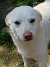 LEJLA, Hund, Mischlingshund in Rumänien - Bild 1