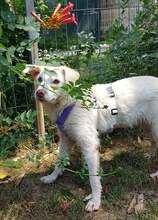 LEJLA, Hund, Mischlingshund in Rumänien - Bild 10
