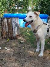LEJLA, Hund, Mischlingshund in Rumänien - Bild 13
