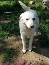 LEJLA, Hund, Mischlingshund in Rumänien - Bild 2