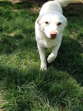 LEJLA, Hund, Mischlingshund in Rumänien - Bild 3