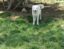 LEJLA, Hund, Mischlingshund in Rumänien - Bild 4
