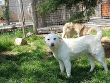 LEJLA, Hund, Mischlingshund in Rumänien - Bild 5