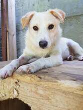 LEJLA, Hund, Mischlingshund in Rumänien - Bild 7