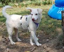 LEJLA, Hund, Mischlingshund in Rumänien - Bild 9