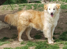KAJA, Hund, Mischlingshund in Rumänien - Bild 1