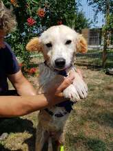 KAJA, Hund, Mischlingshund in Rumänien - Bild 11