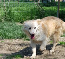 KAJA, Hund, Mischlingshund in Rumänien - Bild 2