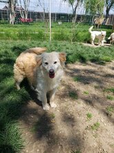KAJA, Hund, Mischlingshund in Rumänien - Bild 3