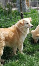 KAJA, Hund, Mischlingshund in Rumänien - Bild 6