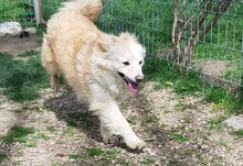 KAJA, Hund, Mischlingshund in Rumänien - Bild 7