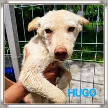 HUGO, Hund, Mischlingshund in Rumänien - Bild 3