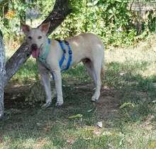 HUGO, Hund, Mischlingshund in Rumänien - Bild 4