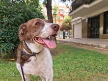 ARYA, Hund, Mischlingshund in Spanien - Bild 4