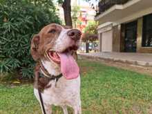 ARYA, Hund, Mischlingshund in Spanien - Bild 5