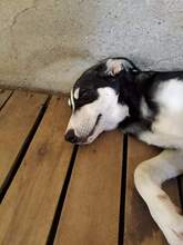 AZOR, Hund, Mischlingshund in Griechenland - Bild 12