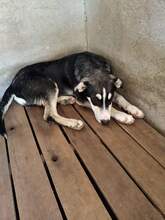 AZOR, Hund, Mischlingshund in Griechenland - Bild 7