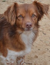COCO, Hund, Mischlingshund in Griechenland - Bild 1