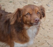 COCO, Hund, Mischlingshund in Griechenland - Bild 2