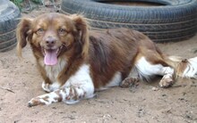 COCO, Hund, Mischlingshund in Griechenland - Bild 5