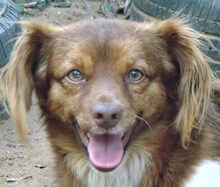 COCO, Hund, Mischlingshund in Griechenland - Bild 6