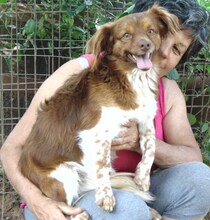 COCO, Hund, Mischlingshund in Griechenland - Bild 7