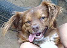 COCO, Hund, Mischlingshund in Griechenland - Bild 8