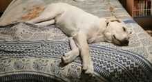 NALA, Hund, Mastin Español-Mix in Timmenrode - Bild 14