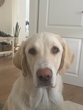 NALA, Hund, Mastin Español-Mix in Timmenrode - Bild 2