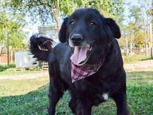 BAKA, Hund, Mischlingshund in Kroatien - Bild 2