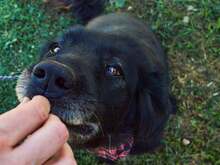 BAKA, Hund, Mischlingshund in Kroatien - Bild 6