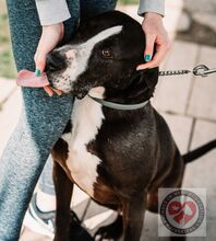 KHORO, Hund, Labrador-Boxer-Bulldogge-Mix in Spanien - Bild 2