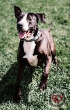 KHORO, Hund, Labrador-Boxer-Bulldogge-Mix in Spanien - Bild 4