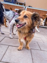 BOSTON, Hund, Mischlingshund in Slowakische Republik - Bild 3