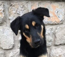 GOROS98, Hund, Mischlingshund in Slowakische Republik - Bild 1