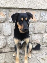 GOROS98, Hund, Mischlingshund in Slowakische Republik - Bild 10